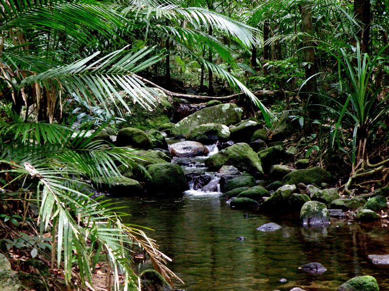 Rainforest Daintree National Park