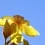 Kapok flower (Cochlospermum fraseri) Kakadu N.T.