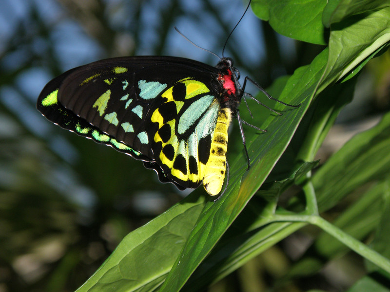 Cairns Bird wing butterfly